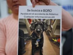 A spanyolországi vonatbaleset után eltűnt boro kutyát épségben találták, és újra találták a gazdájával – National| mobilit.hu