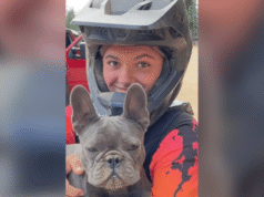 Ausztrália azt állítja, hogy egy dingó körözött Kr.e. tinit talált, akit meg kell ölni| mobilit.hu