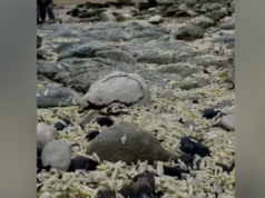 Cirok Fry! Hasábburgonyás zacskók mosdattak fel az Egyesült Királyság tengerpartján, miután a teherhajó kiszivárgott – National| mobilit.hu