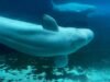 Kanada engedélyt ad a Marinelandnek a megmaradt belugák USA-ba történő exportálására| mobilit.hu