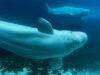 Kanada feltételesen jóváhagyja a Marineland azon tervét, hogy beluga bálnákat szállítson az Egyesült Államokba, megmentve őket az eutanáziától| mobilit.hu