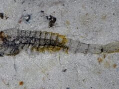 Új állatfajokra bukkantak egy kínai bányában, amelyek félmilliárd éve túlélték a tömeges kihalást| mobilit.hu