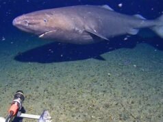 Először rögzítették a cápát az Antarktisz vizein – National| mobilit.hu