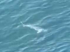 Félelmetes pillanat, amikor a nagy fehér cápa helikoptert kér a búvárok megmentésére| mobilit.hu