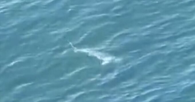 Félelmetes pillanat, amikor a nagy fehér cápa helikoptert kér a