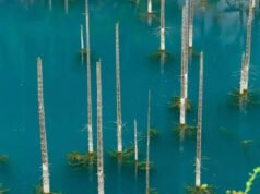 Jégből nőtt szellemfák: A 100 éves földrengés, amely létrehozta Kazahsztán hátborzongató víz alatti erdei világát Hírek| mobilit.hu