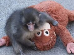 Kismajom Punch-ot elhurcolta egy idős majom szívszorító videón – National| mobilit.hu