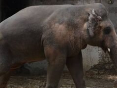 „A világ legmagányosabb elefántja” 35 éve van láncra láncolva barátja maradványai közelében| mobilit.hu