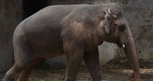 „A világ legmagányosabb elefántja” 35 éve van láncra láncolva barátja maradványai közelében| mobilit.hu