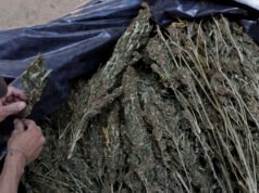 Az orvos riadalmat ad a félelmetes tanulmányok miatt, amelyek a marihuánahasználat valós hatásait mutatják| mobilit.hu