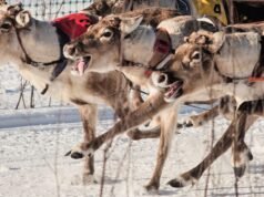 Finnország hideg északi részén, az orosz határ közelében a rénszarvasverseny izgalomba hozza a nézőket| mobilit.hu